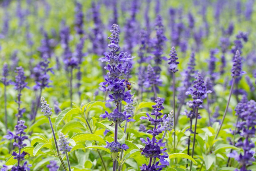 Comment préparer une infusion de feuilles de sauge ?