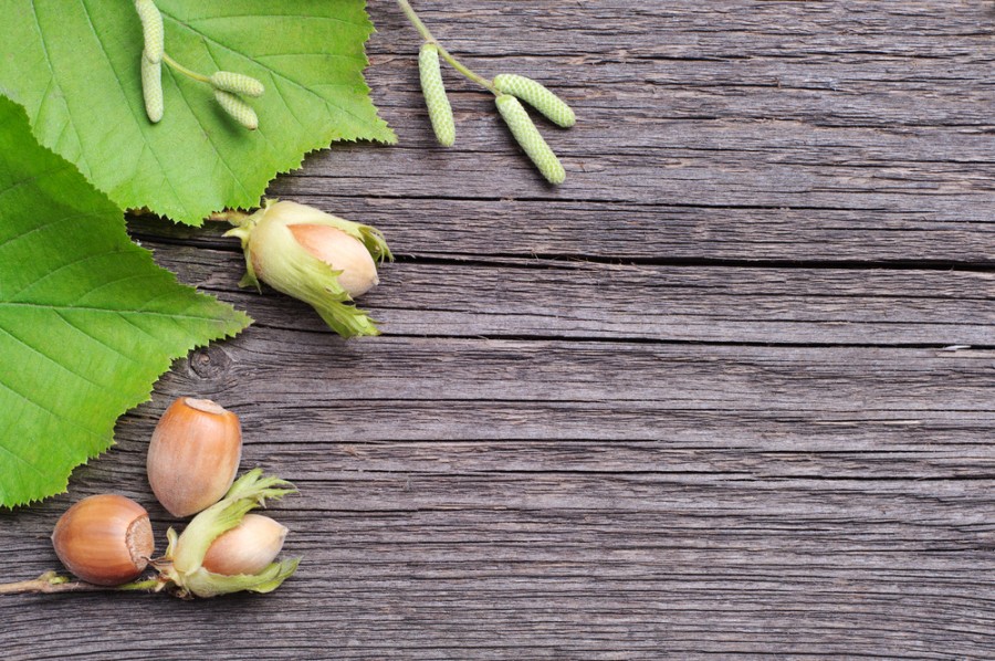 Est-ce que la feuille de noisetier est comestible ? Est-ce que la feuille de noisetier est comestible ?