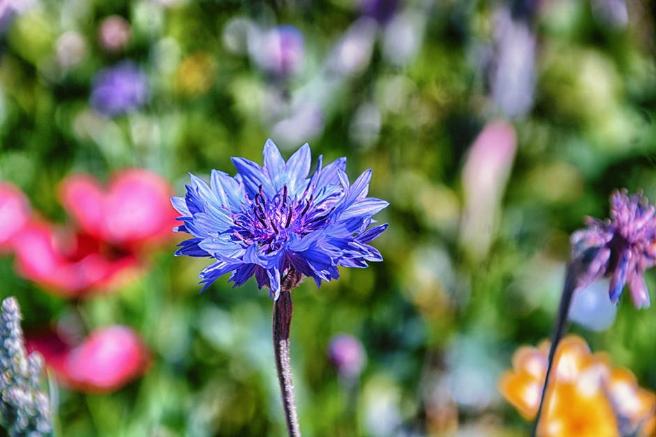 La législation des médicaments en phytothérapie La législation des médicaments en phytothérapie