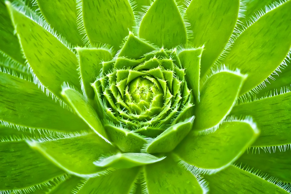 Comment utiliser la curcumine au quotidien ? plante curcuma