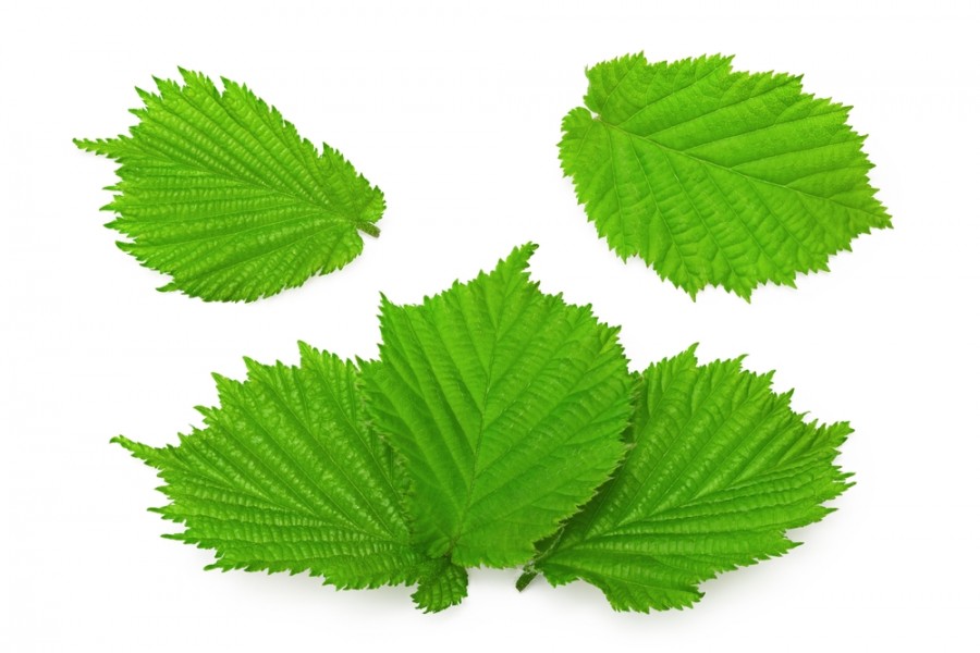 Quels sont les bienfaits des jeunes feuilles de noisetier ? Quels sont les bienfaits des jeunes feuilles de noisetier ?